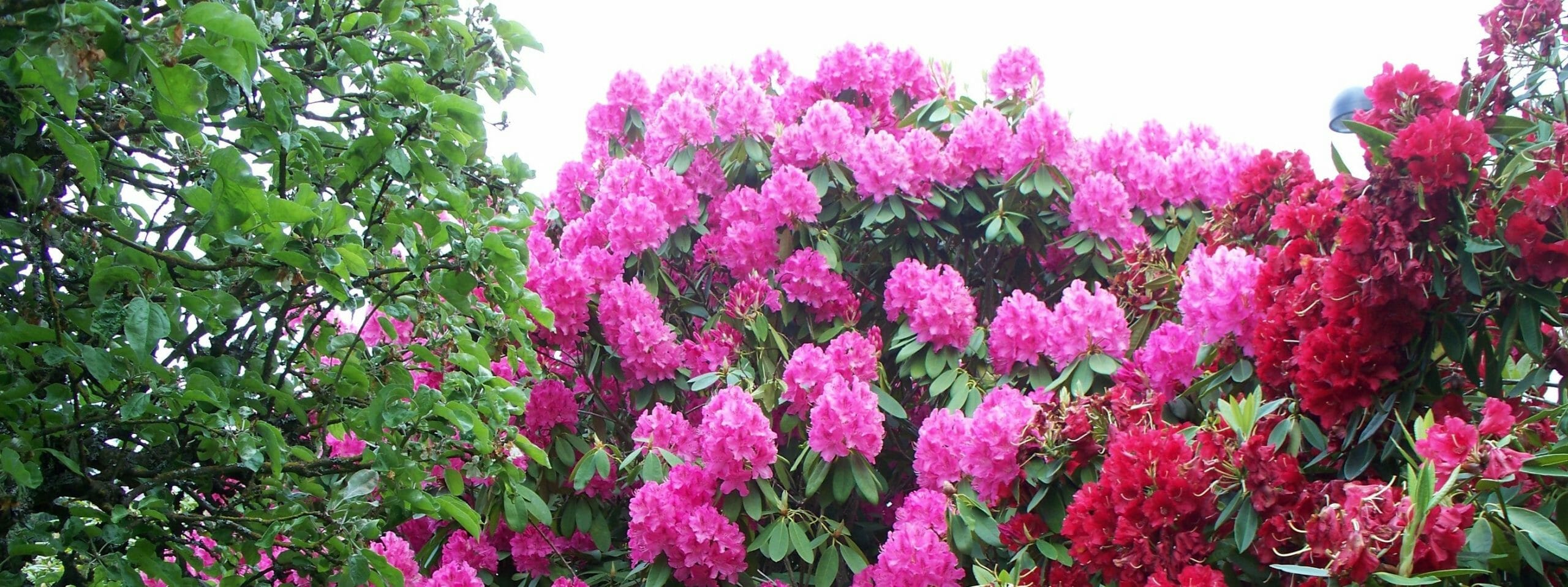 Garden with Rhododendrons