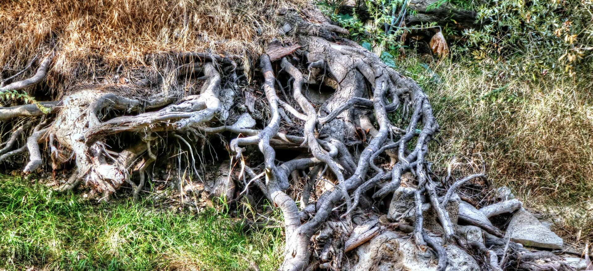 Tree roots 1506905005wL7