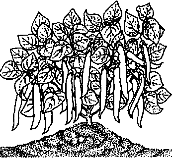 growing green beans