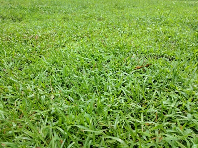 It is important that feeding is done correctly. Feeding well will also help to crowd out weeds.