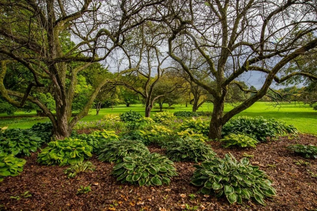 Low growing plants like hostas are a good choice