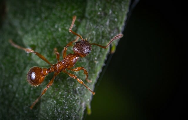 worker ants will be looking for food sources such as crumbs