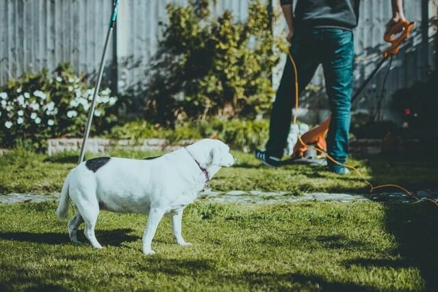 Be sure to use dog safe weed killer when your pets are around