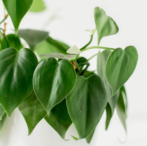 Heartleaf Philodendron
