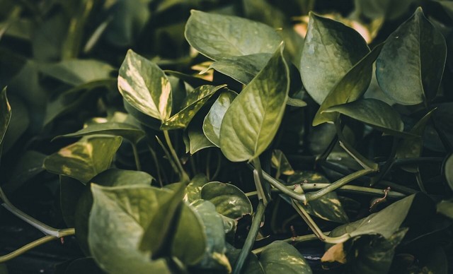 Golden Pothos with stems and nodes visible
