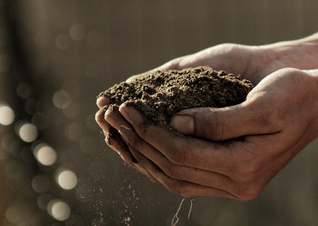 Soil cupped in a person's hands