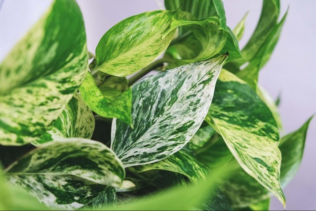 Marble Queen Pothos foliage