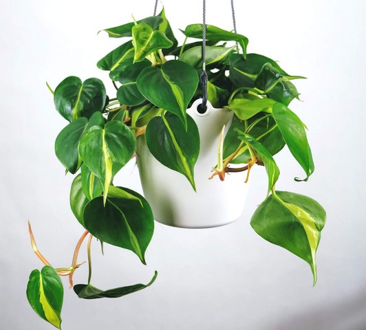Brasil Philodendron in white hanging pot